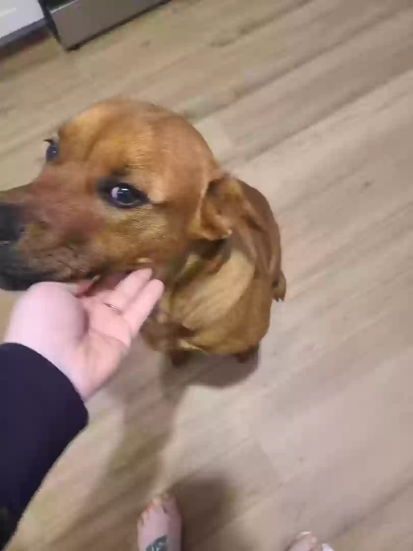 adoptable Dog in Cumming,GA named Goyo